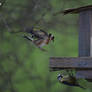 La cabane a oiseaux 1