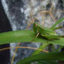 Grasshopper