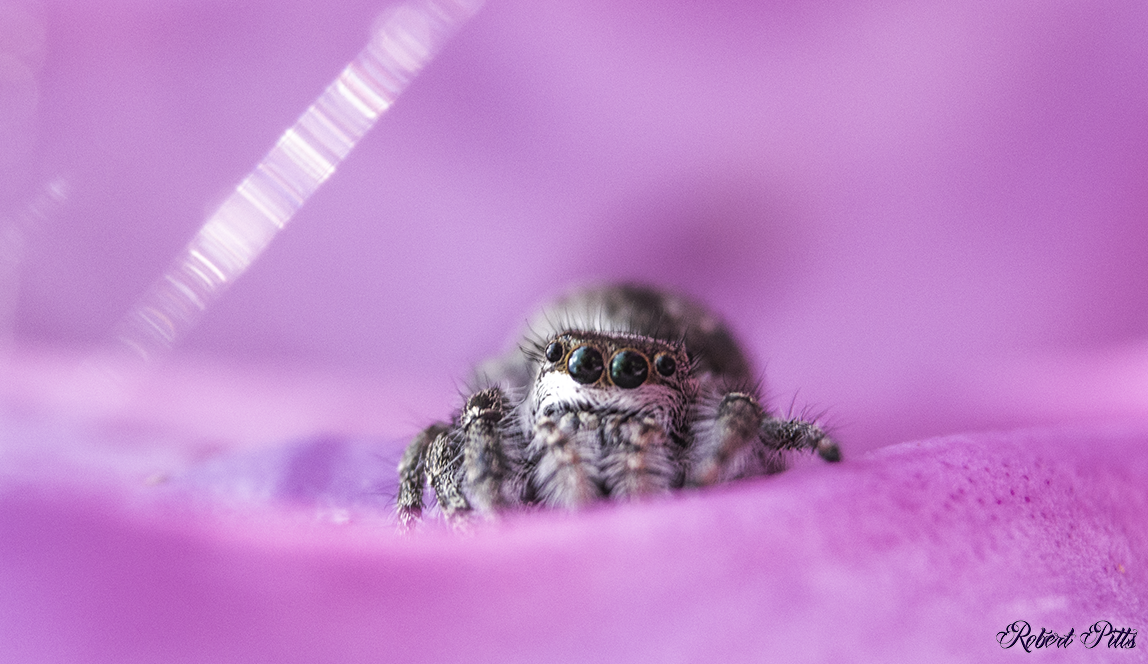 Jumping Spider