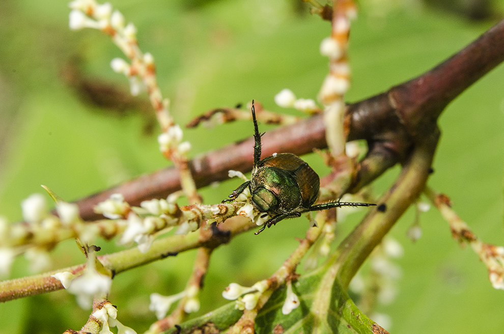 Japanese beetle (Popillia japonica)