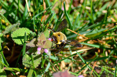 Eastern Carpenter Bee (Xylocopa virginica)