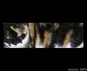 calico cat