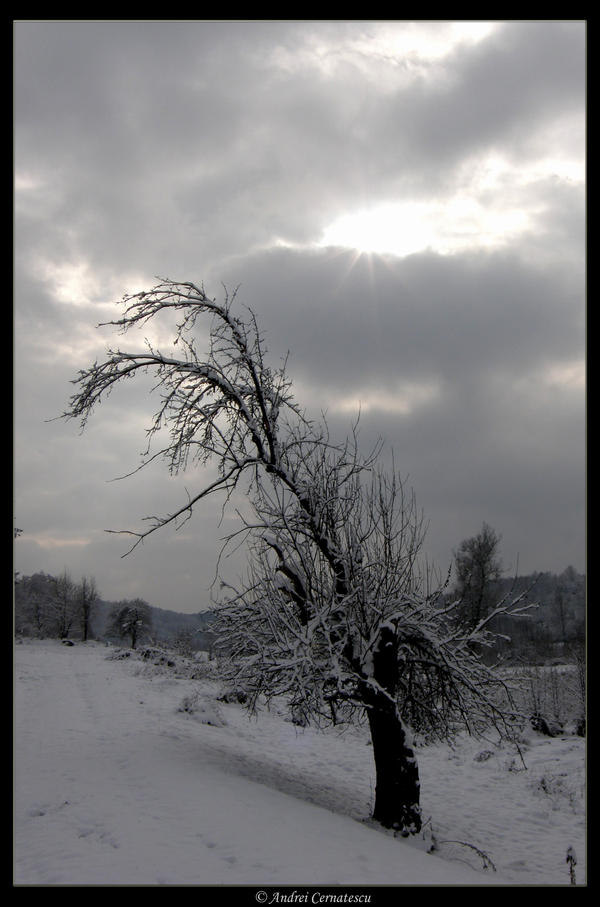 White Solitude