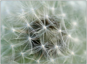 Dandelion