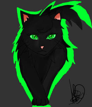 Hollyleaf