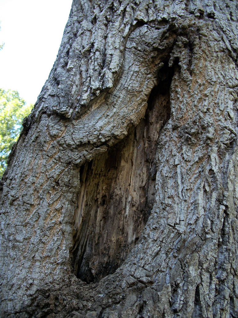 Fading Tree Fading Tree by TotallyTrent on DeviantArt