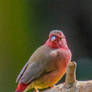 Red Firefinch