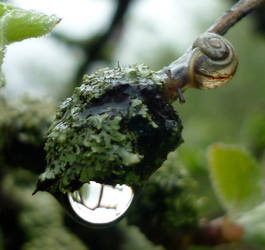 The Snail's World