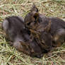 newly born and already tired of lifeCapybara