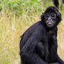 black faced spider monkey