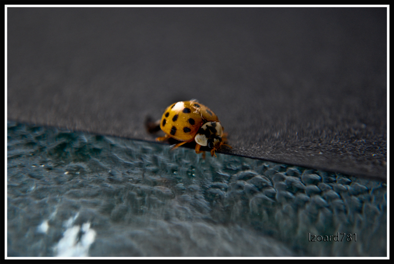 Ladybird