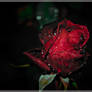 Red rose