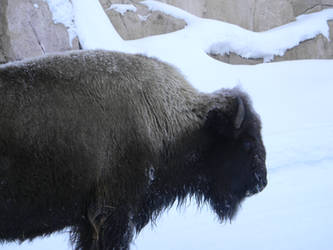 Buffalo