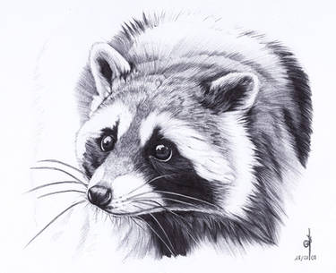. Raccoon .