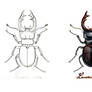 . Stag beetle .