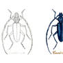 . Great capricorn beetle .