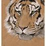 ON SALE : Tiger portrait