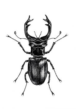 Illustration : Stag beetle