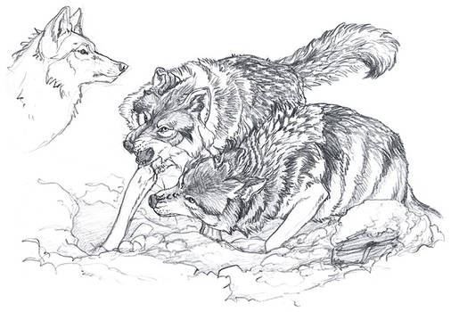Warmup : Wolves