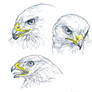 Sketch - Common buzzard