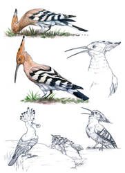 Warm-up - Hoopoe