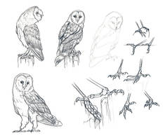 Barn owl and claws