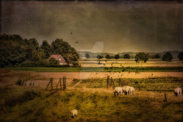 Dutch Countryside