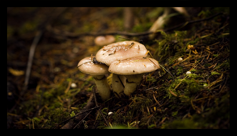 3 Little Mushrooms by MushroomMagic