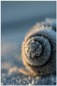Frozen Spirals