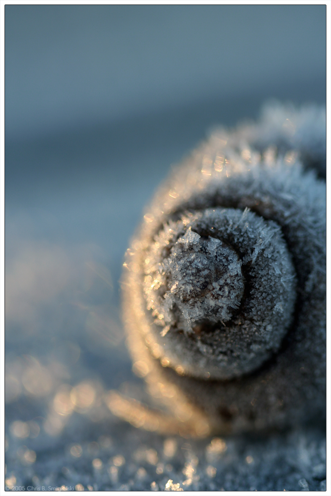 Frozen Spirals by MushroomMagic