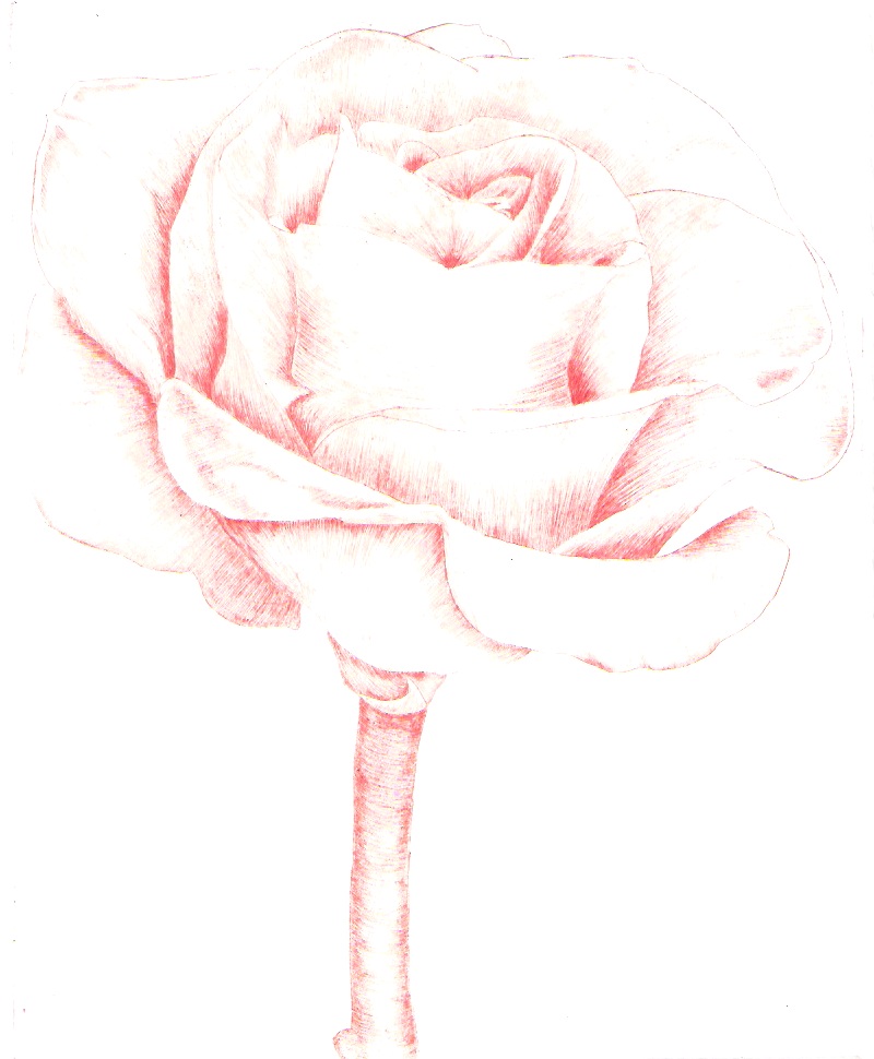 Intaglio Red Rose