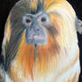 Golden Lion Tamarin Monkey