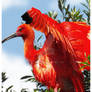 Scarlet Ibis