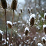 Frosted Teasel