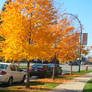 2013-2014 Nature in suburban