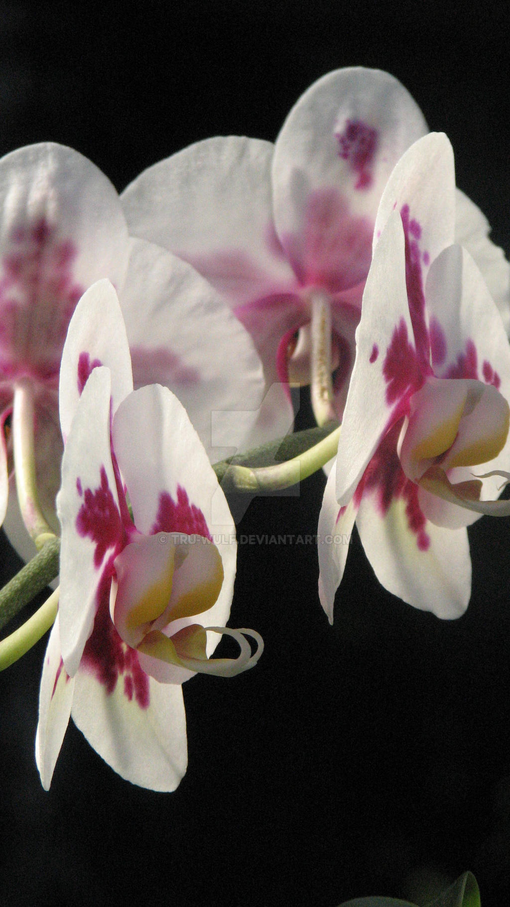 Orchids 4