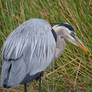 rainy day heron