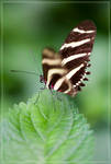 Mariposa Mexicana 01 by Runaque