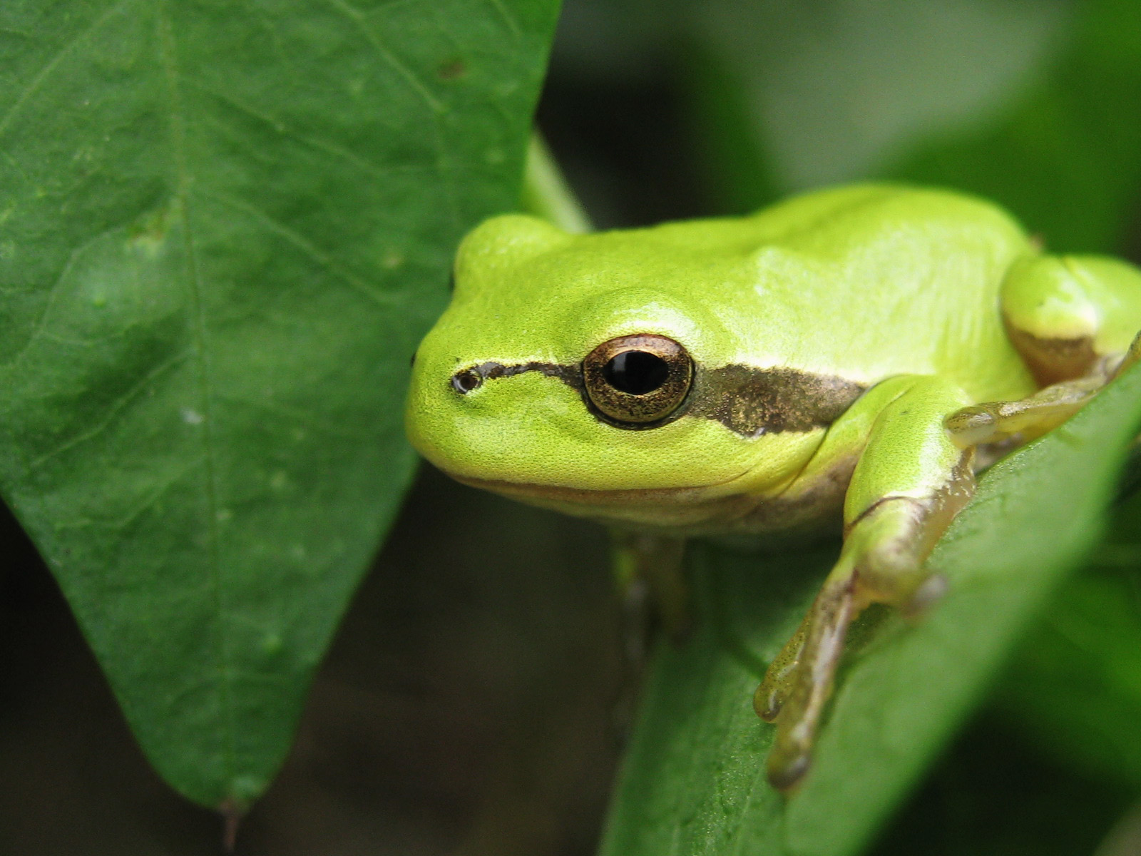 Hyla arborea