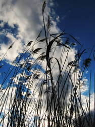 Against the Wind