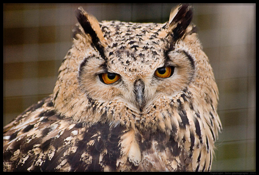 Indian Eagle Owl