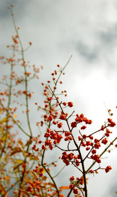 Spindle Fruit