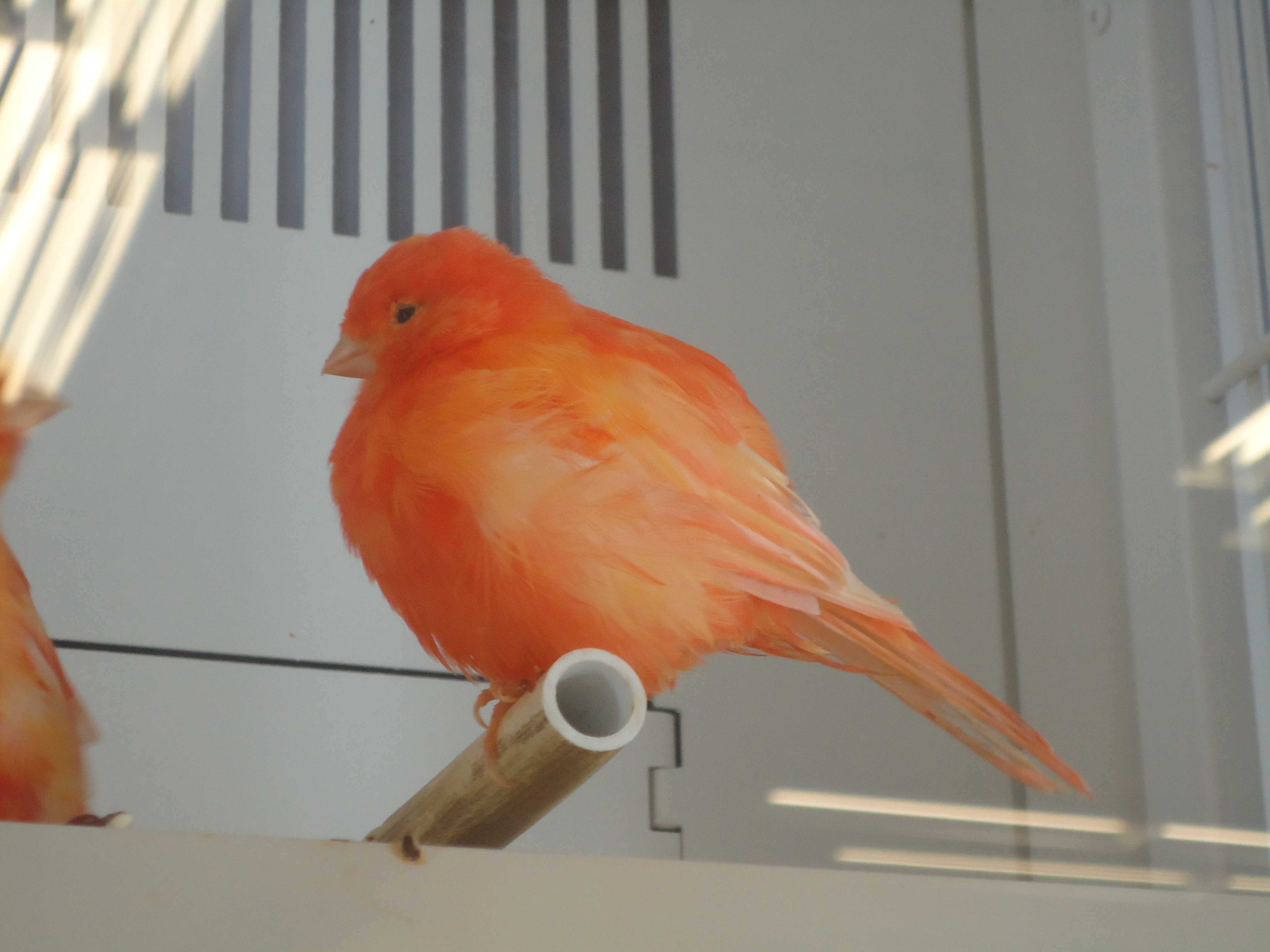 redfactor canary