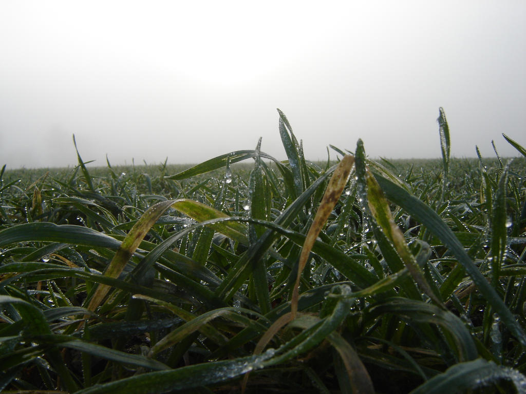 Grass and Ice by LUKEWILLSON on DeviantArt