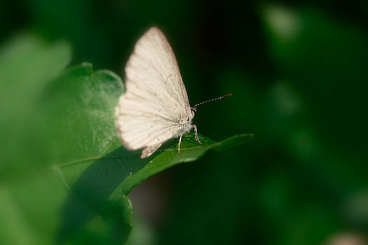 Moth macro