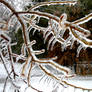 Icy Branches