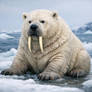 Animal morphing - Polar bear Walrus