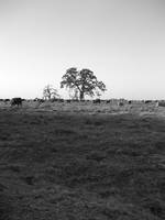 Field of Cows with Tree