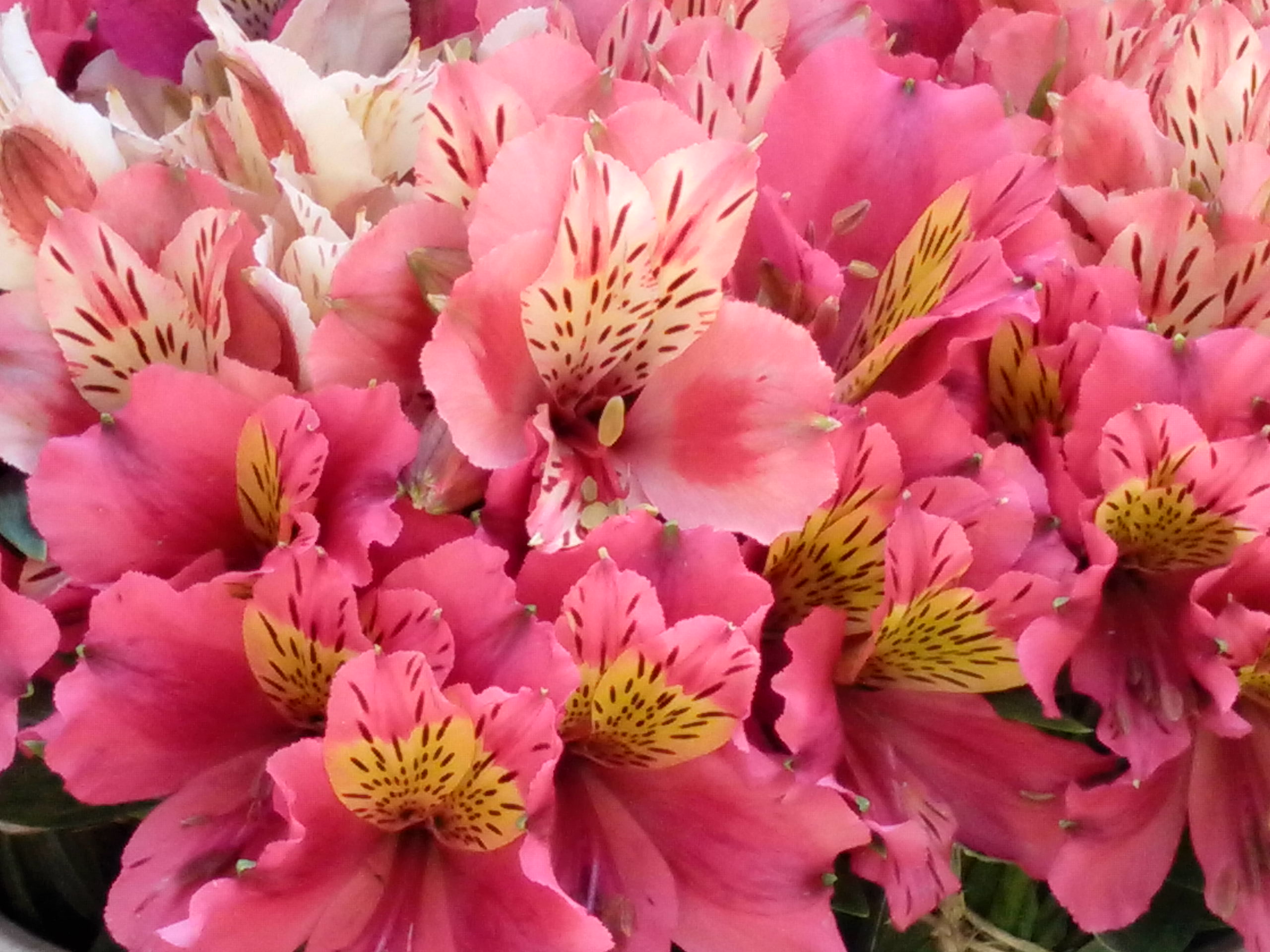 Pink Flowers