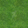 Texture of green, fresh grass.